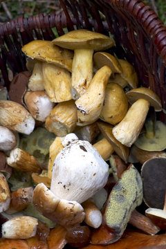 basket full of mushrooms