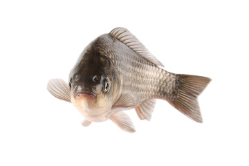 crucian carp