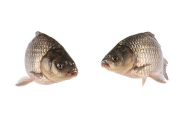 crucian carp