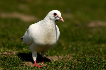 Laufende Taube