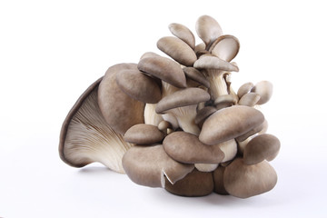 edible fungi