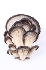 edible fungi mushroom