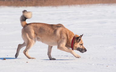 West Siberian Laika (Husky)
