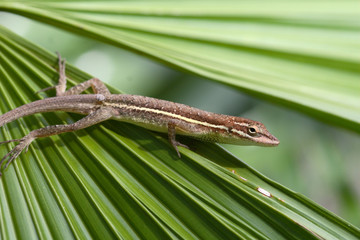 Anolis auratus - (Polychrotidae sauria)