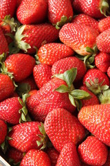 barquette de fraises