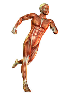 männlicher Muskelaufbau Laufstudie