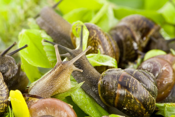 Spring snails background