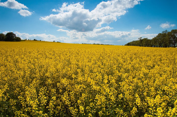 Summer landscape