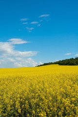 Obraz premium Summer landscape