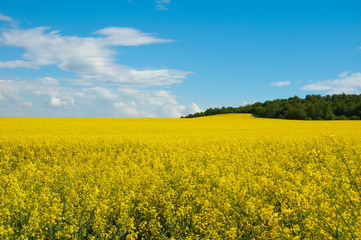 Fototapeta premium Summer landscape