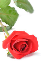 Red rose isolated on white background.