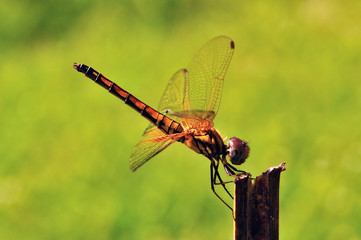 Dragonfly on green screen