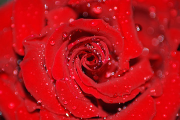 ROSAL, ROSA ROJA