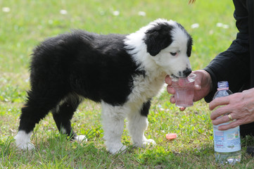 BORDER COLLIE, 2 MESI