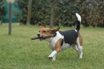 BEAGLE.