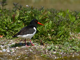 Huîtrier pie (haematopus ostralegus)