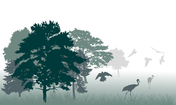 birds in forest illustration