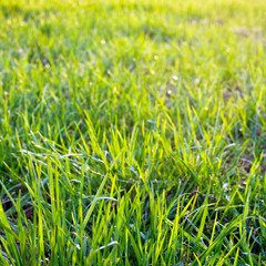 Green spring grass closeup, background texture.