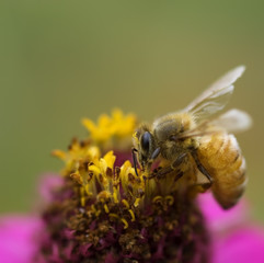 autumn honey bee worker collecting pollen from pink flower