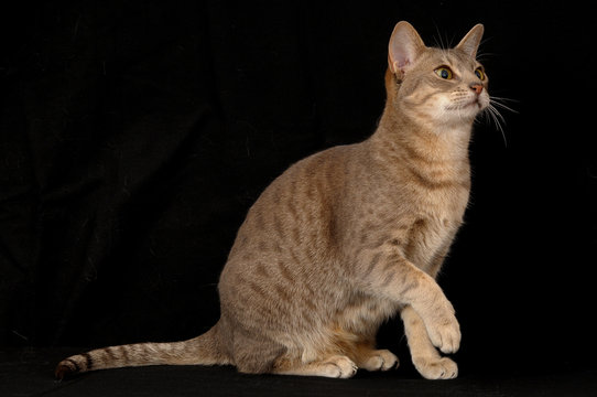 OCICAT.