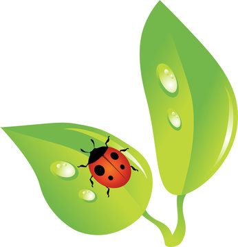 Ladybird on plants