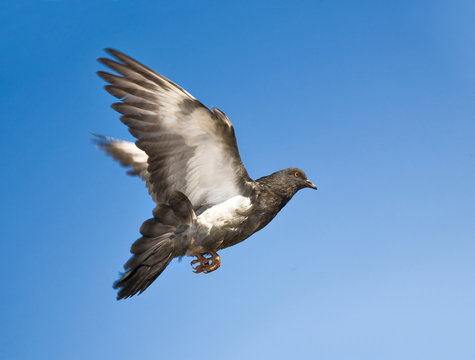 dove flying in blue sky