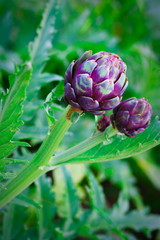 Obraz premium fresh Artichokes