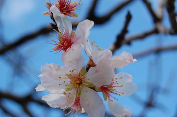 mandelblüte auf mallorca