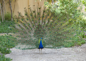 Peacock with feathers on display