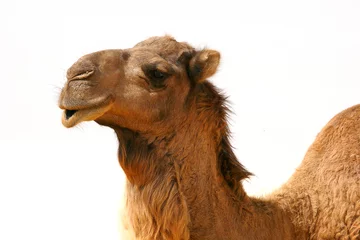 Foto op Plexiglas kameel © Y. L. Photographies