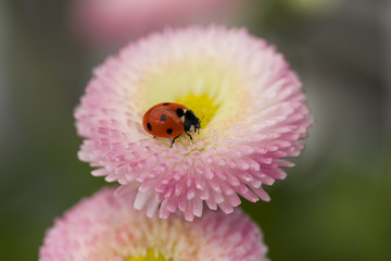 ladybug on a pink flower