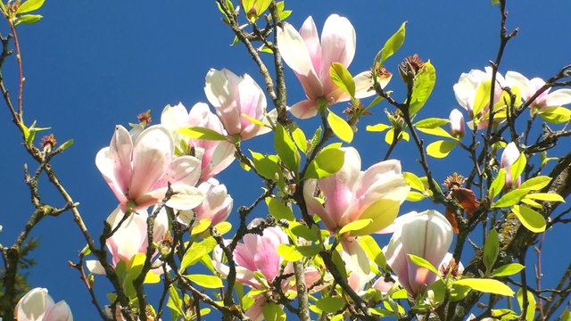 magnolien baum vor blauem hintergrund