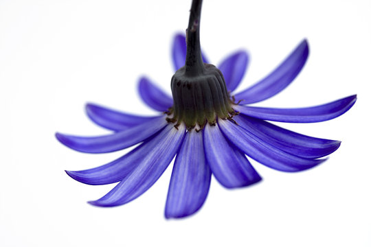 deep blue senetti flower