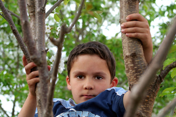 Junge im Kirschbaum