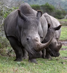 Foto op Plexiglas White Rhino Pair © Duncan Noakes