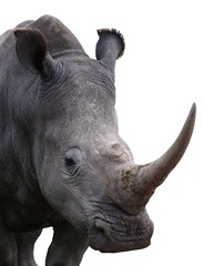 Rhinoceros - Isolated