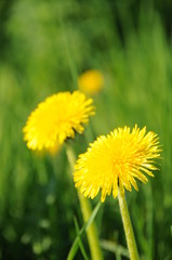 taraxacum officinalis