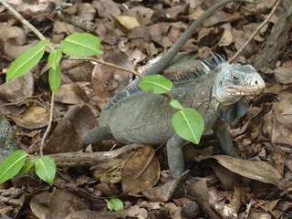 L'&icirc;let Chancel