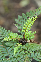 Mother shield fern, Polystichum proliferum, Tasmanian rainforest