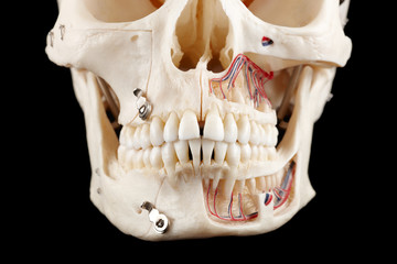 Naklejka premium human skull