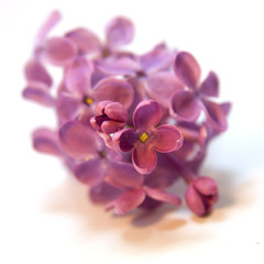 fleur de lilas