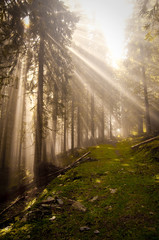 Obraz premium Lichtung