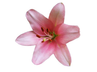 Fototapeta na wymiar pink lily isolated