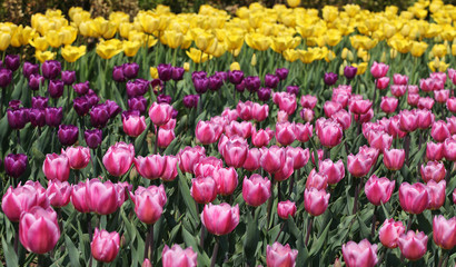 Field of Tulipa ‘Blue Pibbon’, ‘Christmas Dream’ and ‘Golden Par