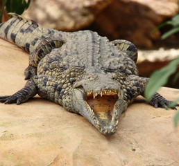 Crocodile