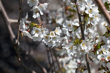 Spring cherry blossoms