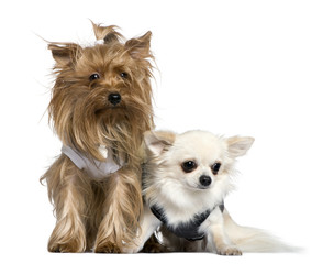 Yorkshire Terrier and Chihuahua, 3 years and 18 months old, sitt