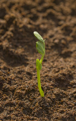 Green plant in the soil.