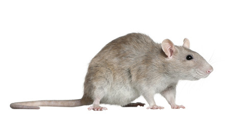 Side view of rat, 1 year old, in front of white background