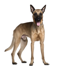 Berger Malinois, 3 years old, standing